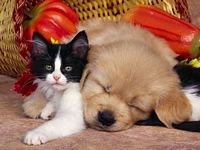 pic for cat and dog